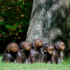 Bronze Five Sitting Dogs Sculpture