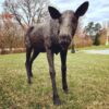 Bronze Female Moose Sculpture
