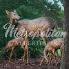 Bronze Doe & Two Fawn Sculpture