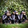 Bronze Three Wise Monkeys Sculpture